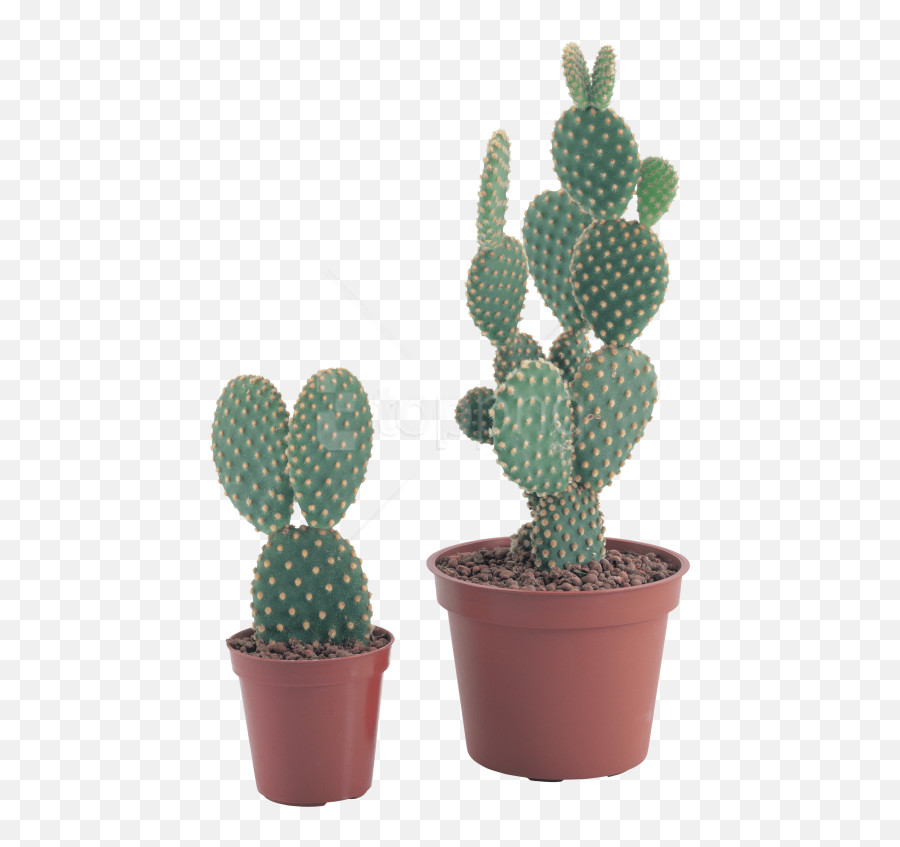 Transparent Background Cactus Plant Png - Imagenes De Cactus Con Flores,Cactus Transparent Background