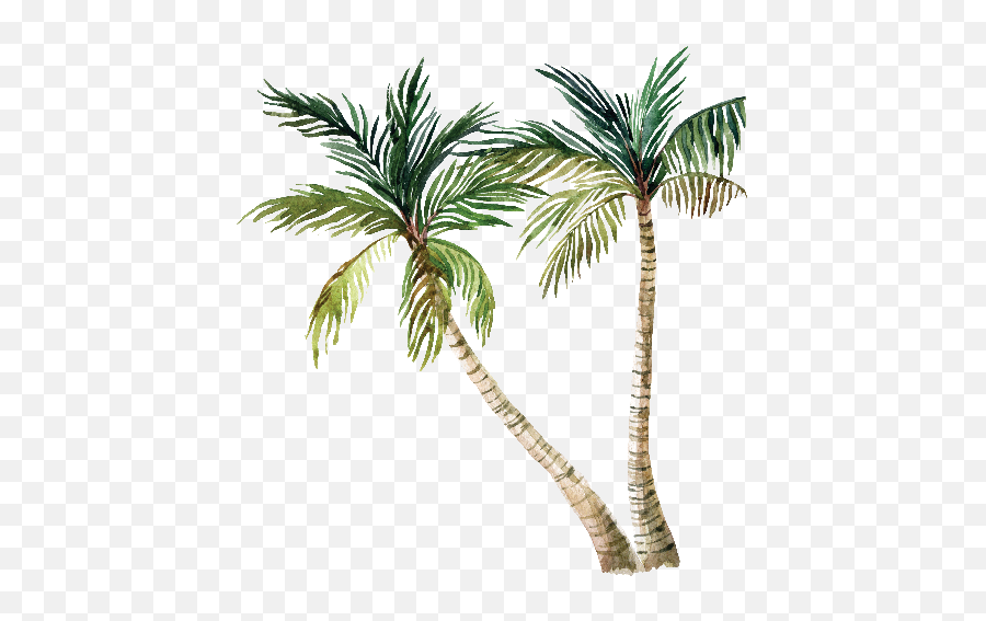 Download Hd Cartoon Palm Trees - Palm Trees With White Background Png,Cartoon Palm Tree Png