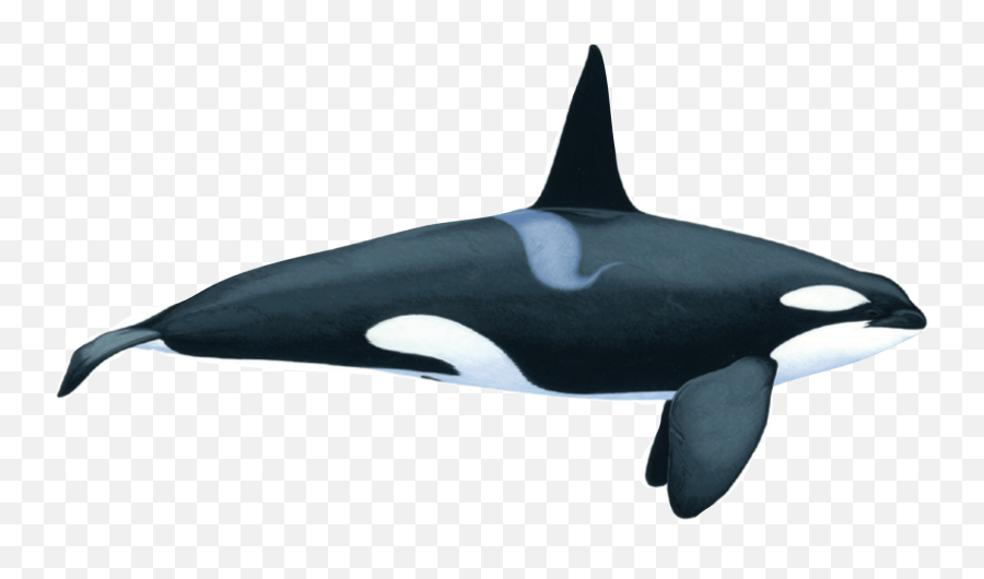 Killer Whale Orca - Whale On White Background Png,Killer Whale Png