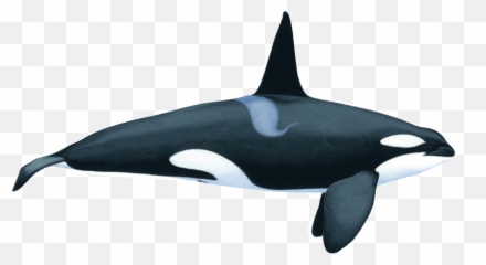 Killer Whale Orca - On White Background png