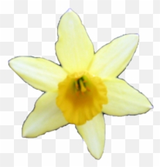 Tux Paint - Stamp Browser Plants 125 Merry Christmas Roblox Greeting Card Png,Daffodil Png