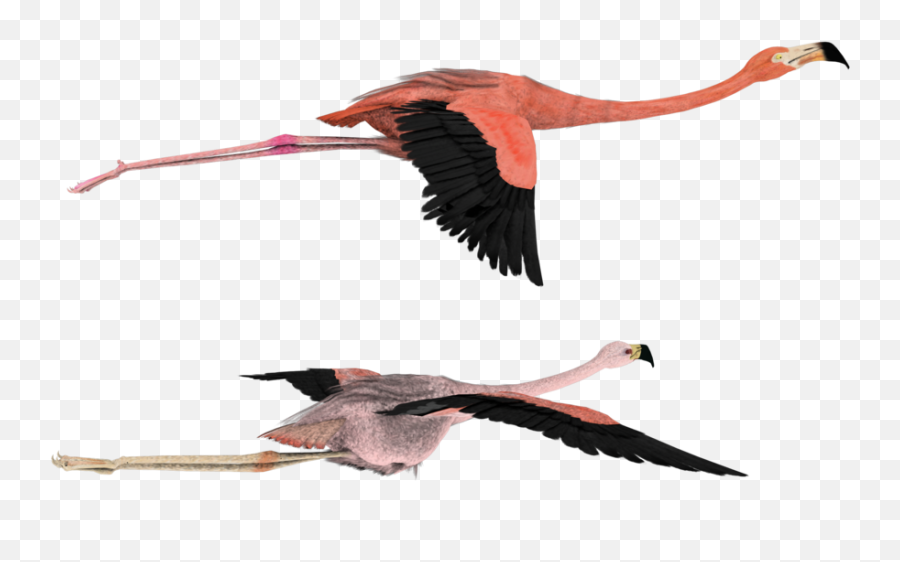 That Way Pink Flamingos By Madetobeunique - Transparent Drawings Of Flamingos Flying Png,Flamingo Png