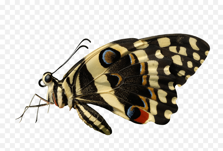 Butterfly Sideview Transparent Png - Stickpng Butterfly Side View Png,Butterflies Transparent