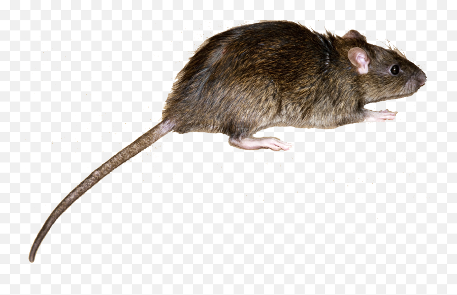 Mice U0026 Rodents U2014 Executive Business Alliance - Norway Rat Vs Roof Rat Png,Rodent Png