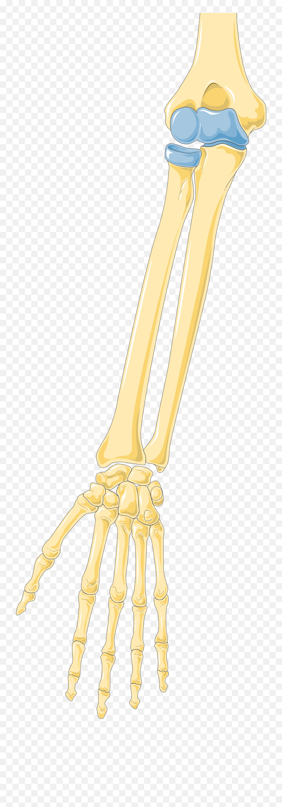 Arm 2 - Long Png,Skeleton Arm Png