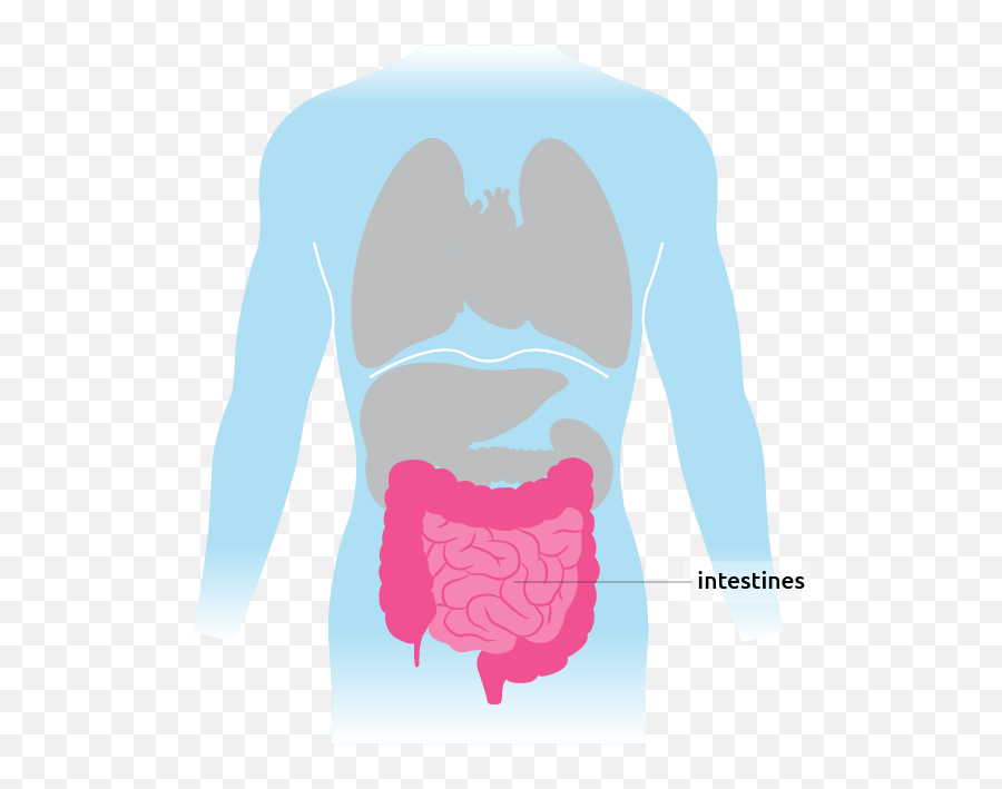 Intestine - Transparent Intestines Png,Intestine Icon