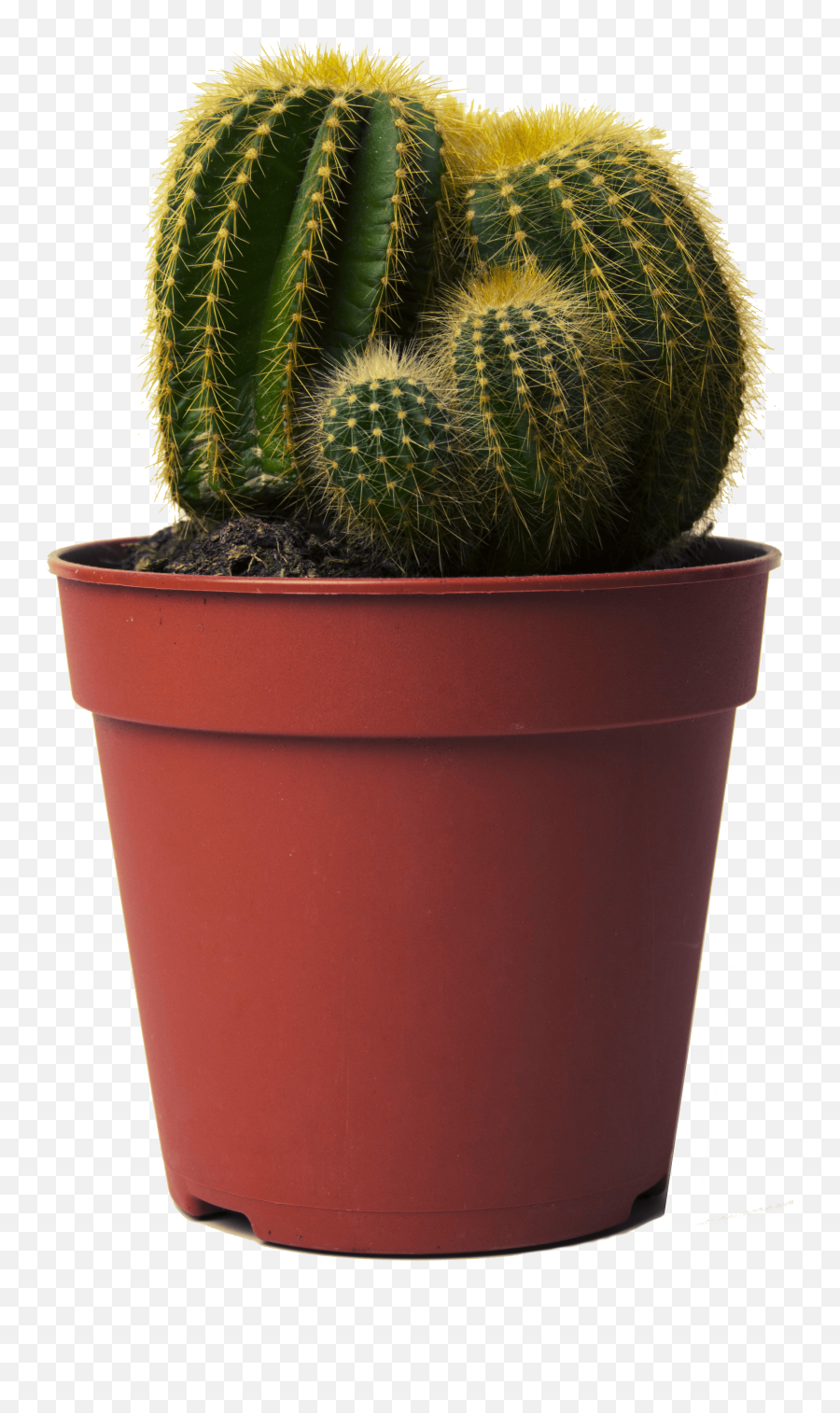 Cactus Small Transparent Png Clipart - Small Cactus Transparent Background,Cacti Png