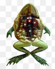 Filefrog Anatomy Tagspng - Wikimedia Commons Do Frogs Have Brains,Transparent Frog