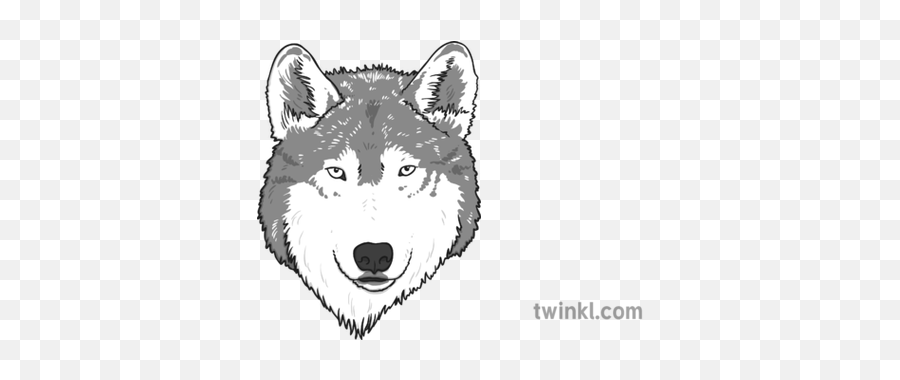 Wolf Face Black And White Illustration - Twinkl Mackenzie River Husky Png,Wolf Face Png