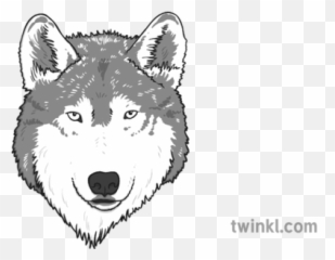 Wolf Face Black And White Illustration - Twinkl Mackenzie River Husky Png,Wolf Face Png