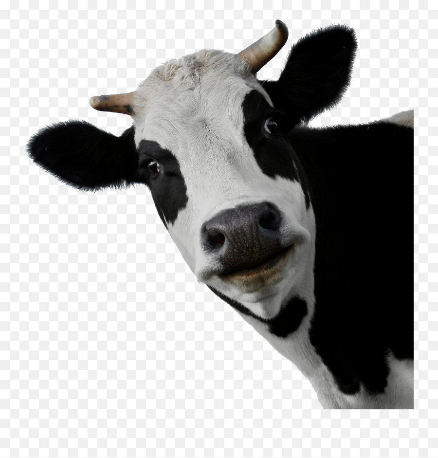 Png Images Cow 24png Snipstock - Transparent Background Cow Transparent,Close Png