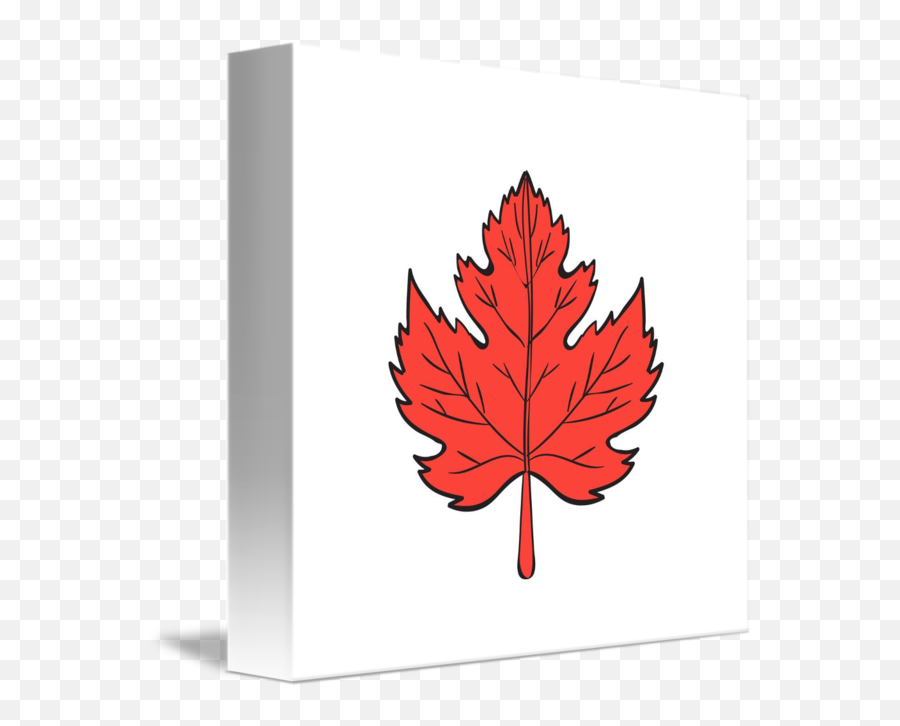 Maple Drawing - Maple Leaf Png,Japanese Maple Png