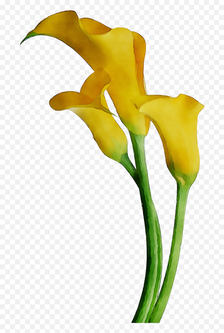 Download Arum - Lily Lilies Cut Flowers Yellow Arum Bog Bog Arum Png,Lilies Png