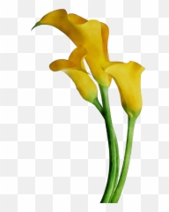 Download Arum - Lily Lilies Cut Flowers Yellow Arum Bog Bog Arum Png,Lilies Png