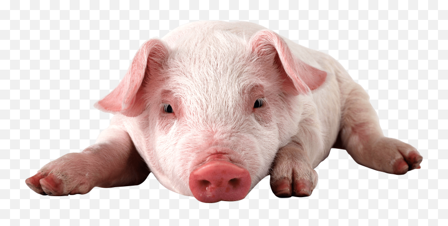 Pink Laying - Baby Pig Png,Pig Transparent