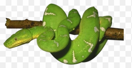 Green Snake Png Photos - Clear Background Green Snake Png,Anaconda Png