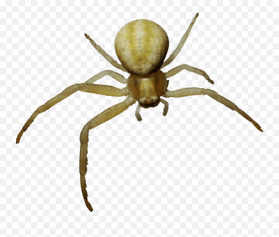 Download Spider Png Image Hq Freepngimg - Spider With Tumor,Spider Png