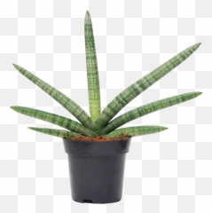 Cylindrica U0027boncelu0027 - Sansevieria Cylindrica Png,Plant Transparent