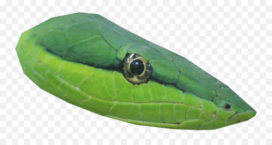 Download Free Png Snakehead - Transparent Snake Snake Head Png,Snake Transparent Background