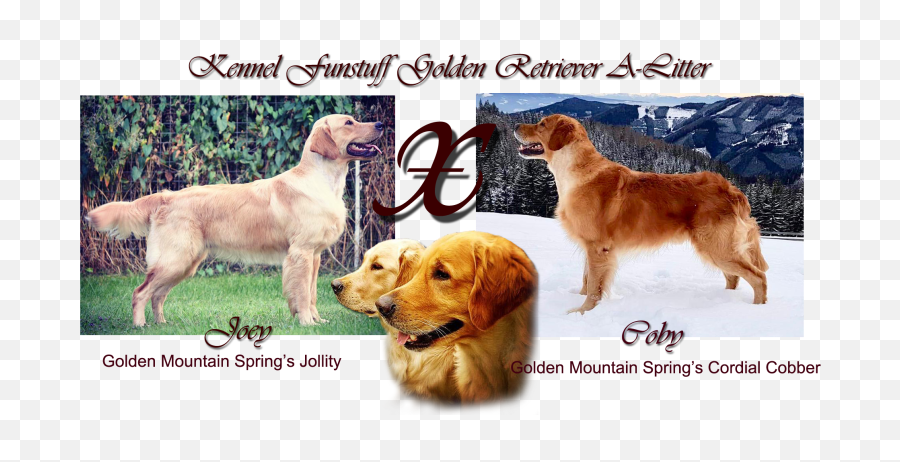 Download Golden Retriever A - Litter Plan Full Size Png Golden Retriever,Golden Retriever Transparent Background