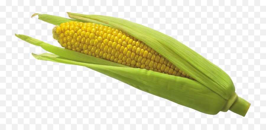 Corn Cob Transparent Png Clipart Free - Transparent Background Corn Transparent,Corn Cob Png