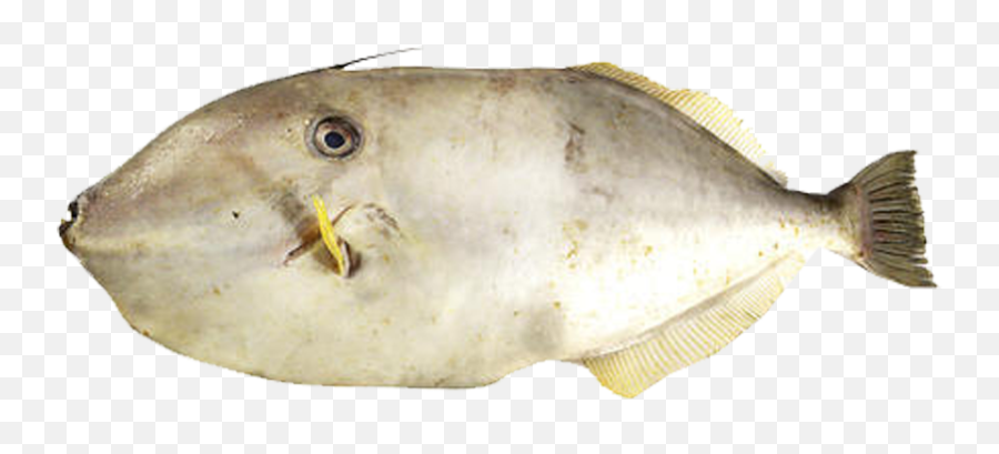 Inti Luhur Fuja Abadi - Leather Jacket Fish Png,Leather Jacket Png Inti Luhur Fuja Abadi - Leather Jacket Fish Png,Leather Jacket Png