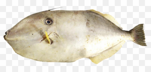 Inti Luhur Fuja Abadi - Leather Jacket Fish Png,Leather Jacket Png