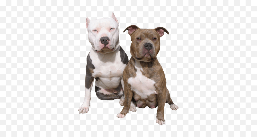 Pitbull Dog Transparent Png Clipart - Pitbull Dog No Background,Pitbull Png