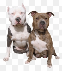 Pitbull Dog Transparent Png Clipart - Pitbull Dog No Background,Pitbull Png