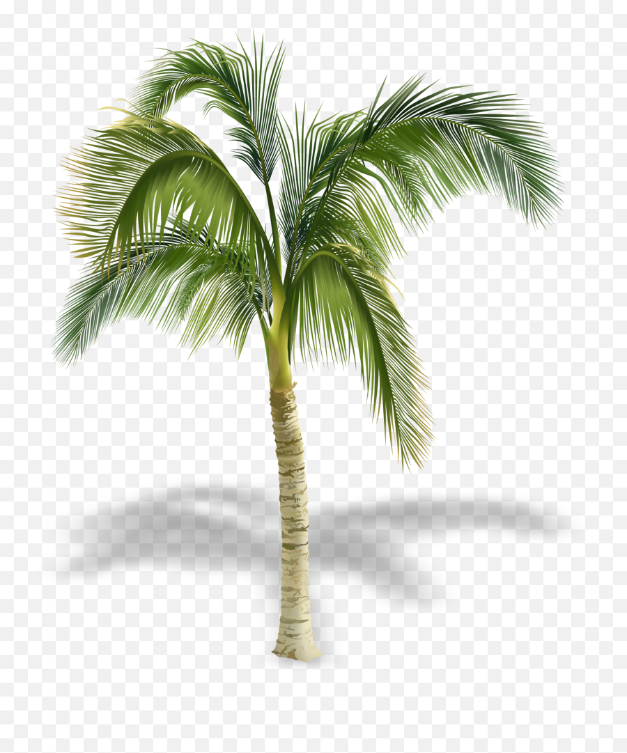 Arecaceae Stock Photography Tree Royalty - Free Palm Tree Png,Palmtree Png