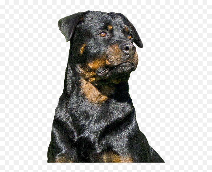 Rottweiler Png High Quality Image