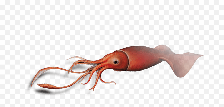 Squid Png Images Hd - Giant Squid Png,Squid Png