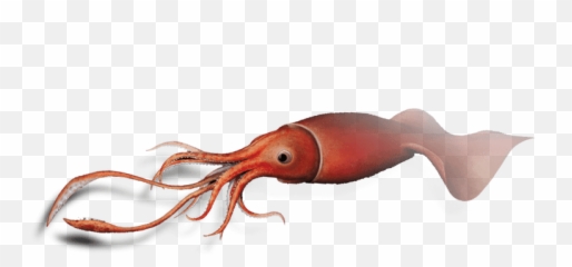 Squid Png Images Hd - Giant Squid Png,Squid Png
