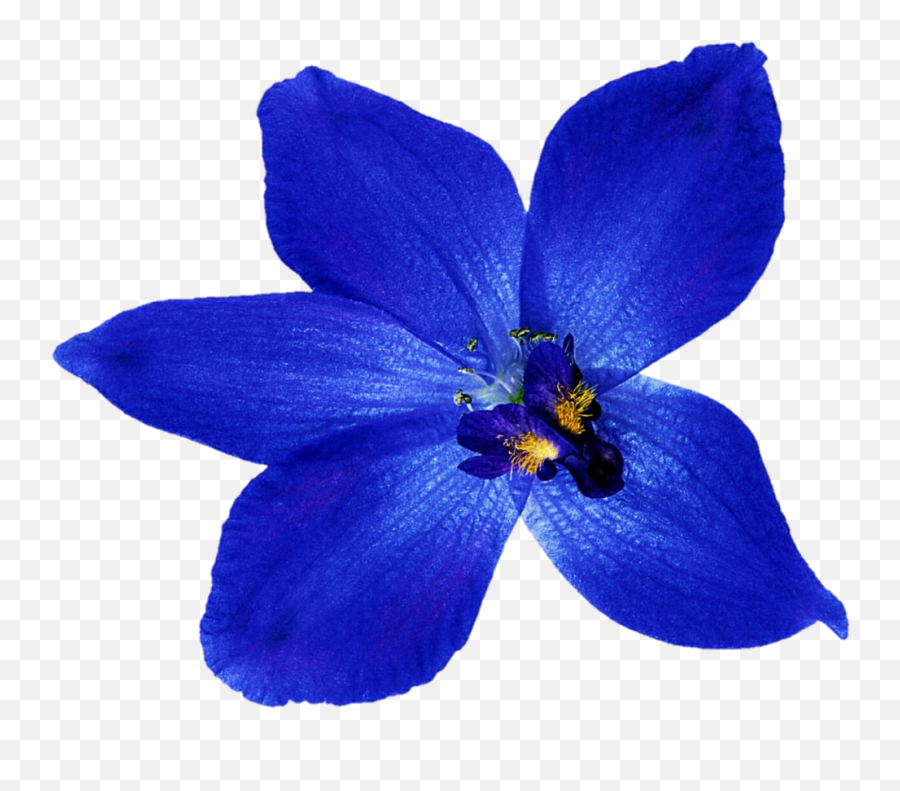 Orchid Clipart Deep Blue - Orchid Blue Flower Transparent Png,Orchid Png