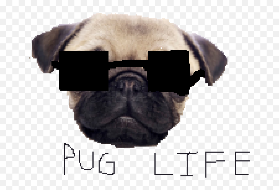 Download Pug Life Clipart Hq Png Image - Pug Thug Life Png,Pug Transparent