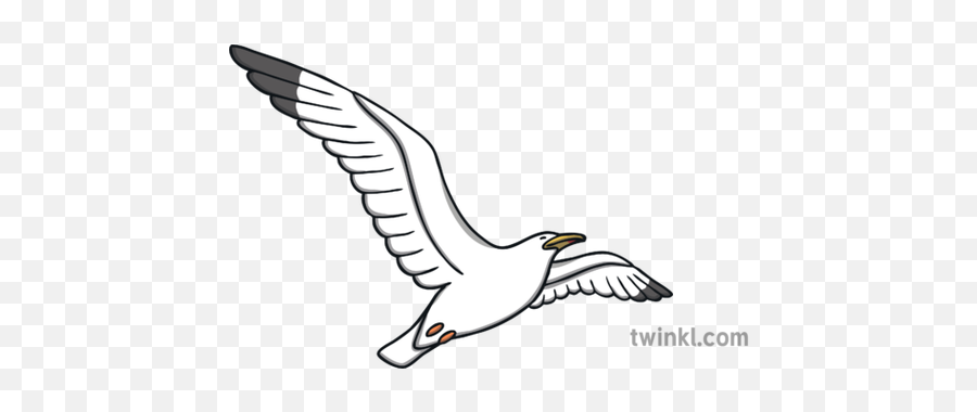 Seagull Flying Bird Wildlife Coastal Habitat Flight Ks1 - Rumpelstiltskin Black And White Png,Flying Bird Png