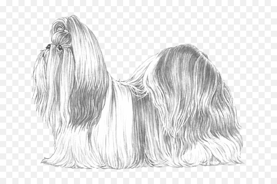 Download Hd Shih Tzu - Lhasa Apso Transparent Png Image Shih Tzu,Shih Tzu Png