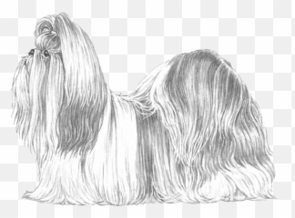 Download Hd Shih Tzu - Lhasa Apso Transparent Png Image Shih Tzu,Shih Tzu Png