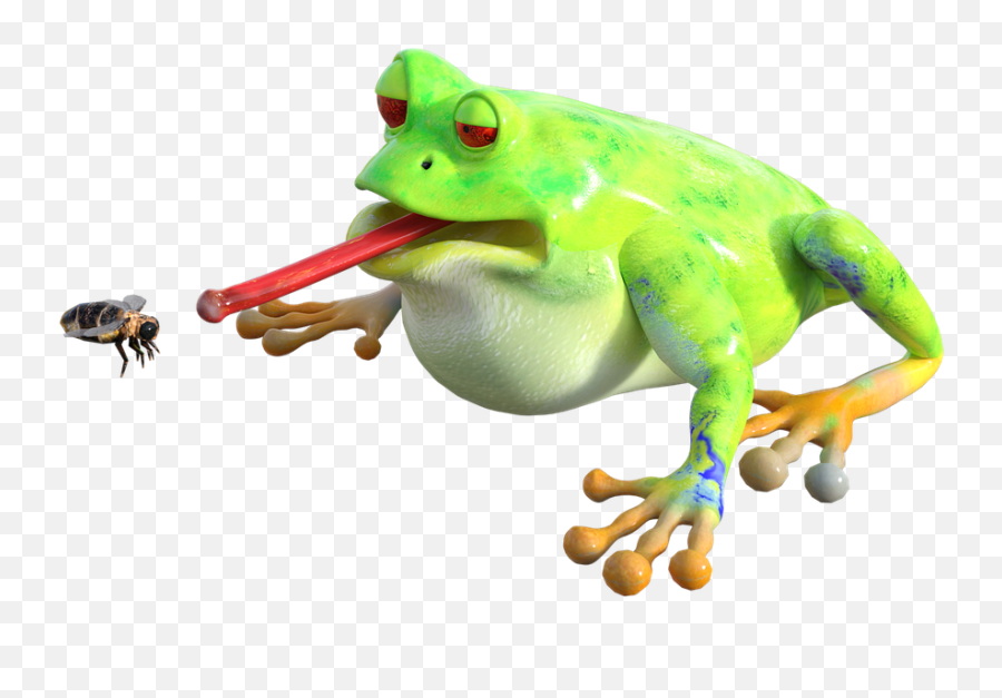 Froginsectanimalnatureeat - Free Image From Needpixcom Frog Transparent Png,Transparent Frog