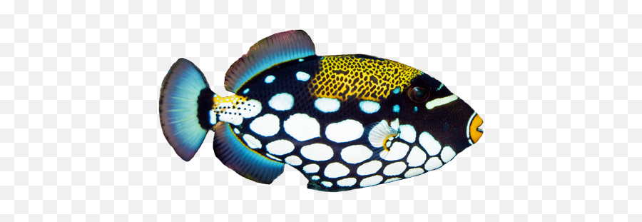 Fish - Clown Triggerfish Png,Ocean Fish Png