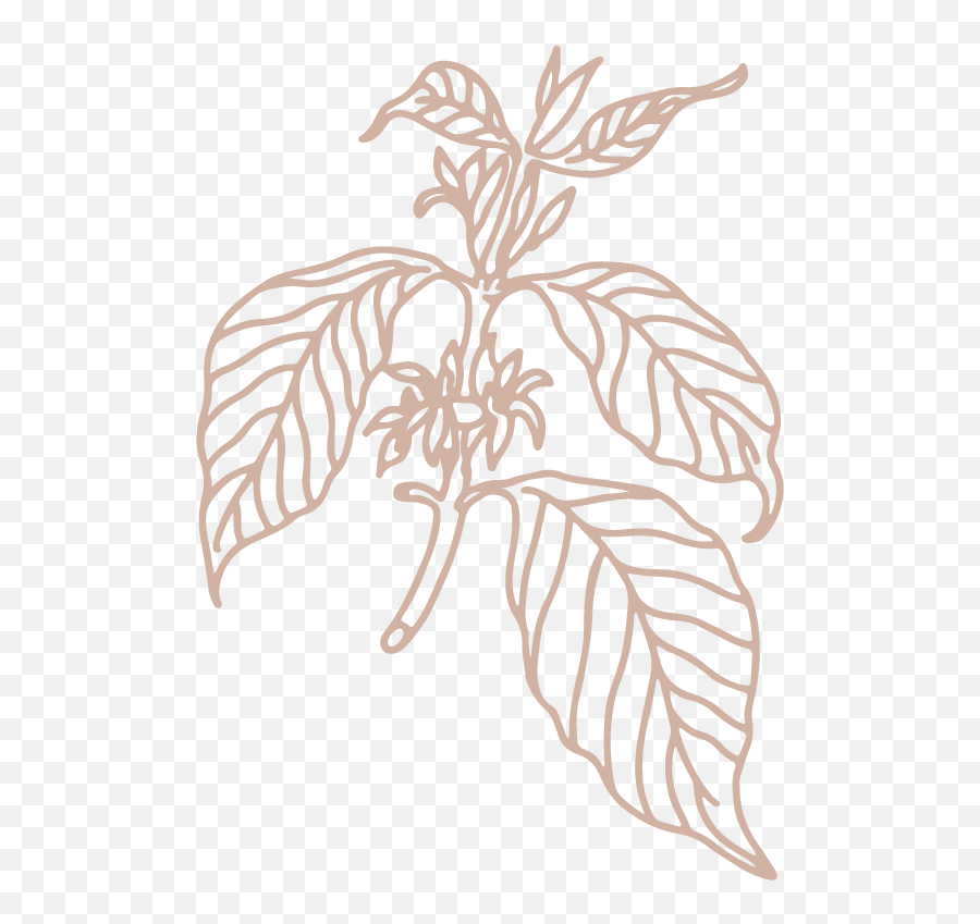 Park Service Coffee - Sketch Png,Basil Icon