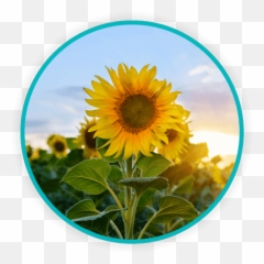 Chilliwack Daniels Health Png