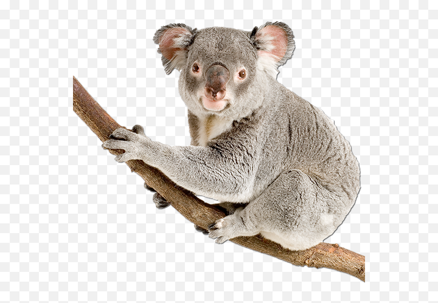 Hd Png Transparent Koala - Koala Png,Koala Transparent