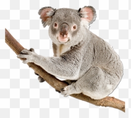 Hd Png Transparent Koala - Koala Png,Koala Transparent