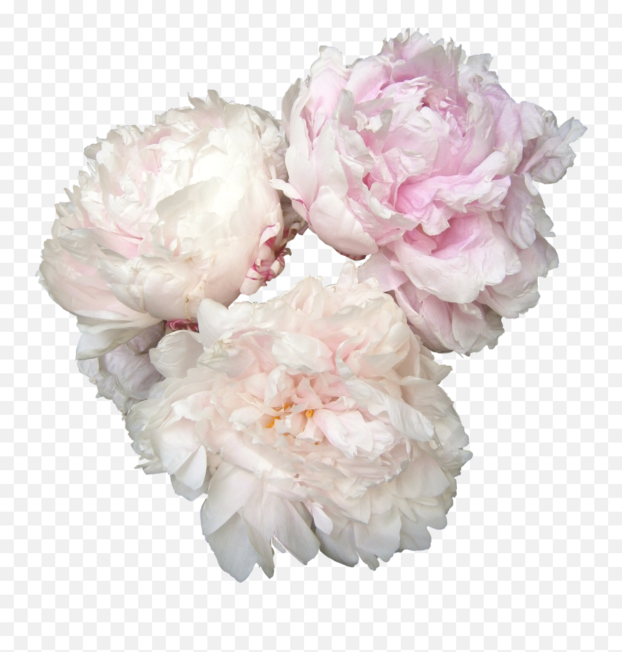 Download Free Png Peonies Photos - Name Of Flowers In Bridal Bouquet,Peonies Png
