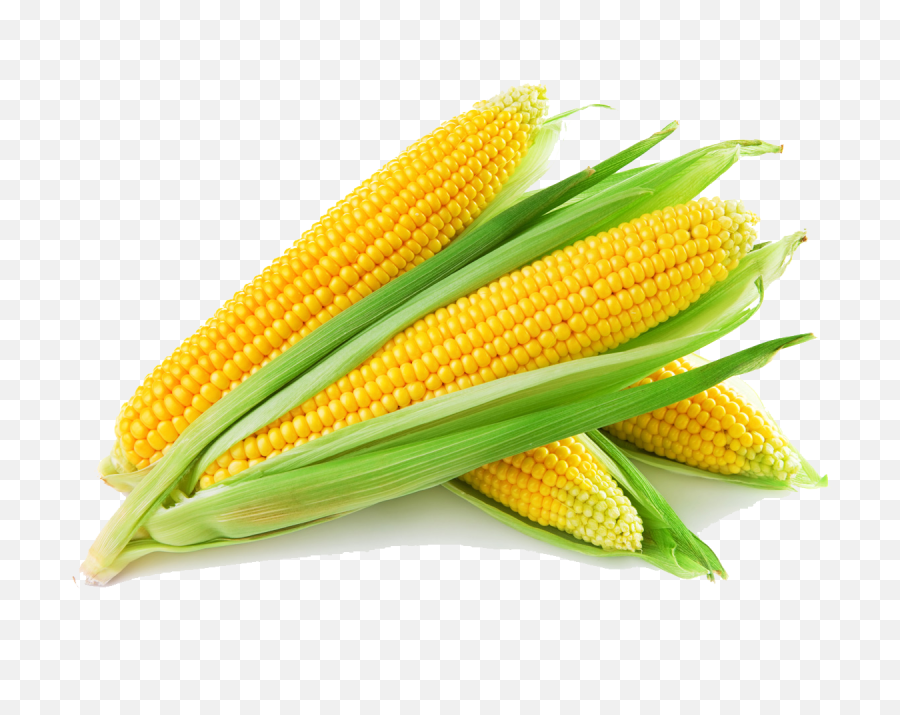 Download Hd Corn Png Images Transparent - Corn Png,Corn Cob Png