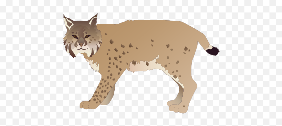 Lynx Png - Lynx Clipart Png,Bobcat Png