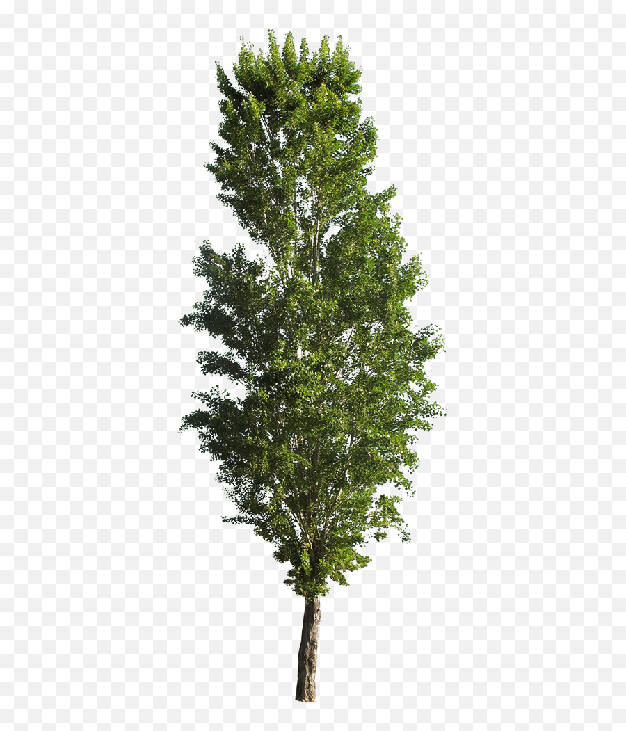 Populus Nigra - Populus Tremula Erecta Png,Cedar Tree Png