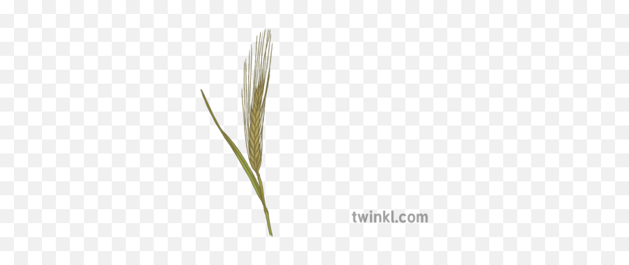 Barley Illustration - Twinkl Hierochloe Png,Barley Png