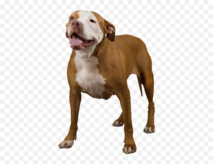 American Pit Bull Terrier - Pit Bull Dog Png,Pitbull Png
